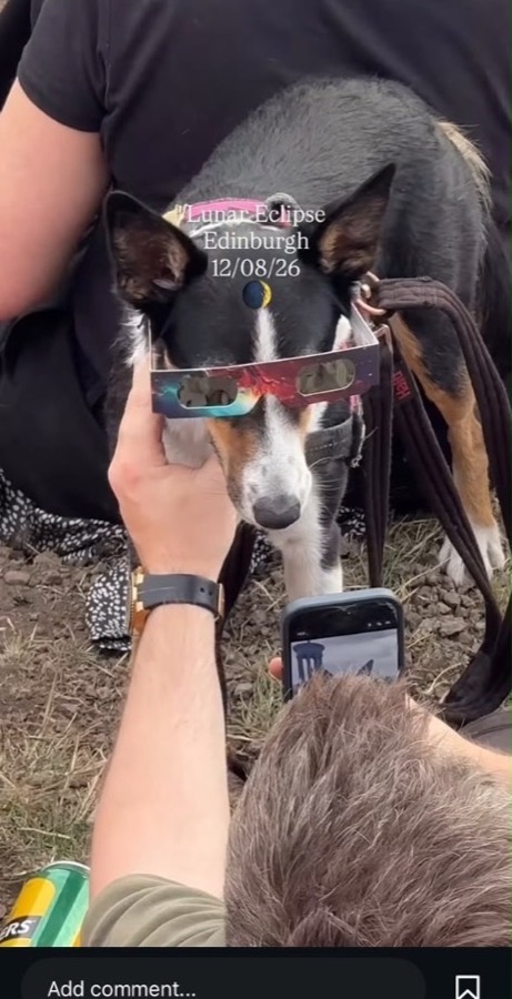 Dog wearing Helioclipse eclipse glasses